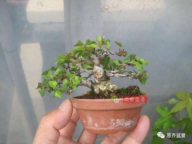 怎么高压制作鹅耳枥盆景的方法