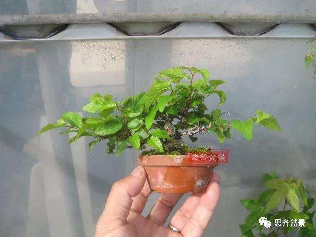 怎么高压制作鹅耳枥盆景的方法