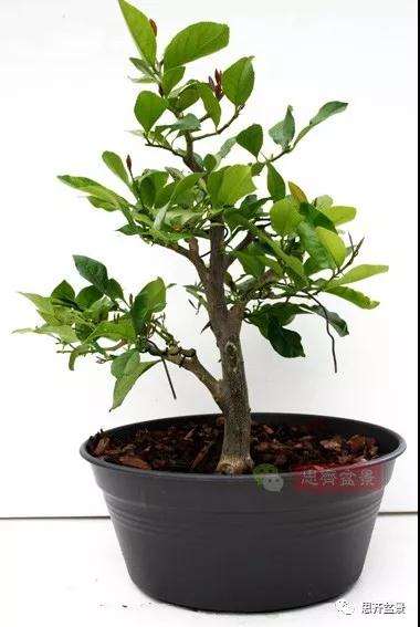 图解 柠檬盆景怎么制作造型的方法