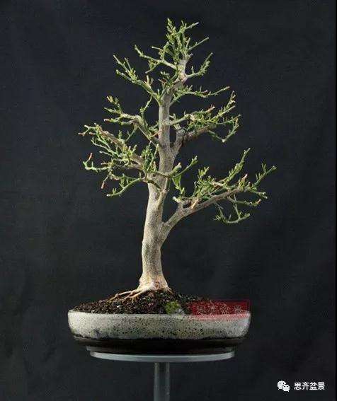 图解 柠檬盆景怎么制作造型的方法