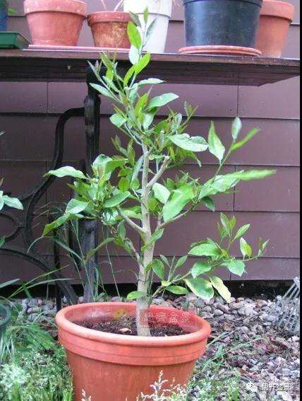 图解 柠檬盆景怎么制作造型的方法