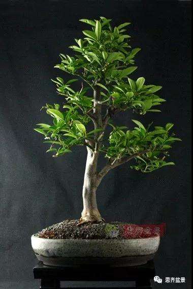 图解 柠檬盆景怎么制作造型的方法