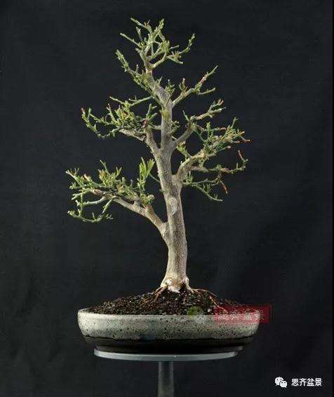 图解 柠檬盆景怎么制作造型的方法