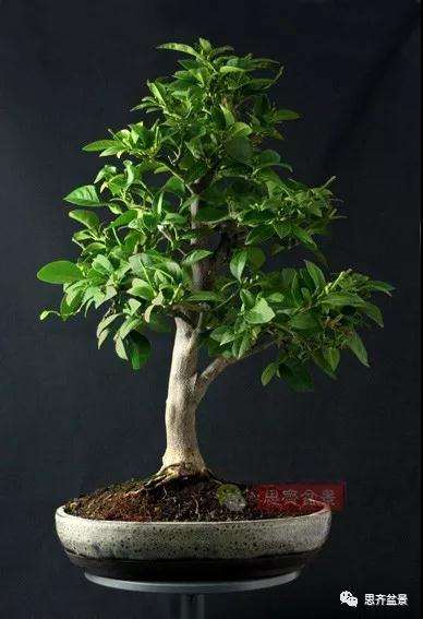 图解 柠檬盆景怎么制作造型的方法