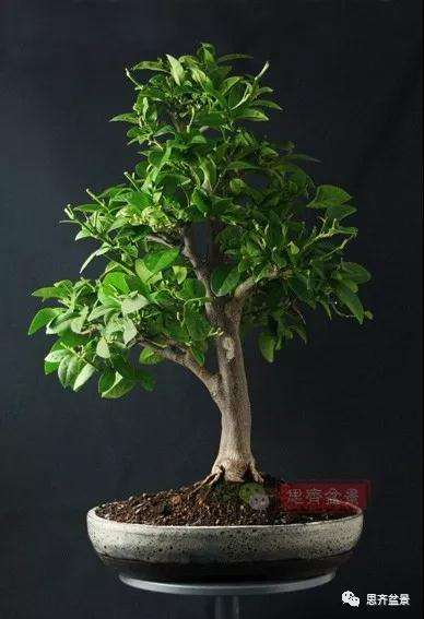 图解 柠檬盆景怎么制作造型的方法