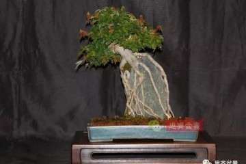 图解 附石三角枫怎么摘叶和修剪的方法