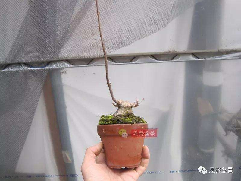 5年成型的微型三角枫矮霸盆景