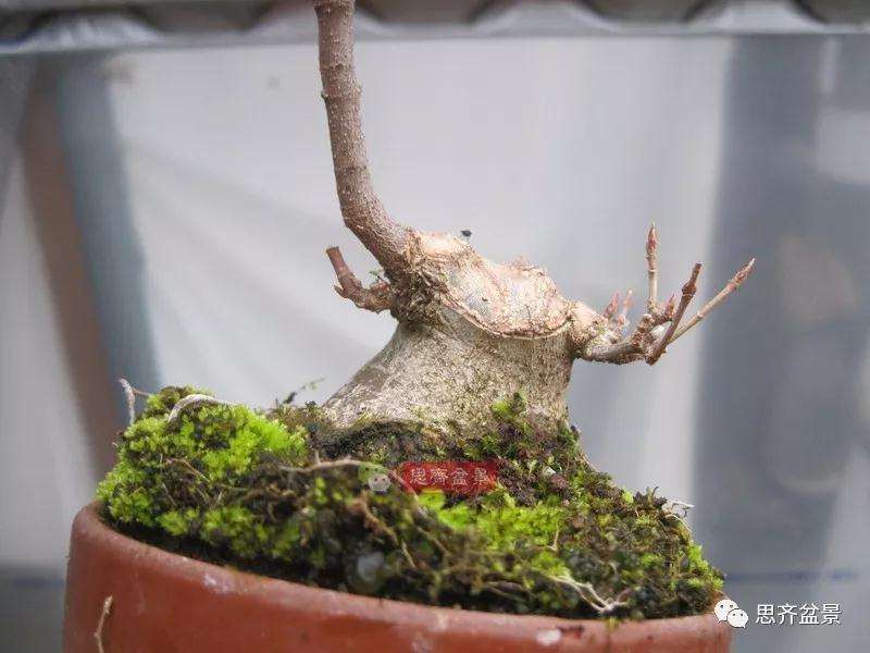 5年成型的微型三角枫矮霸盆景