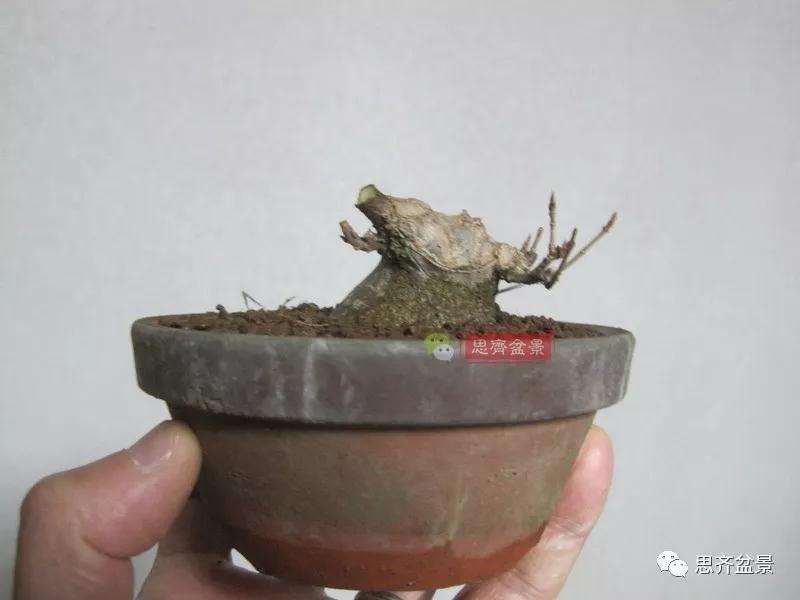 5年成型的微型三角枫矮霸盆景