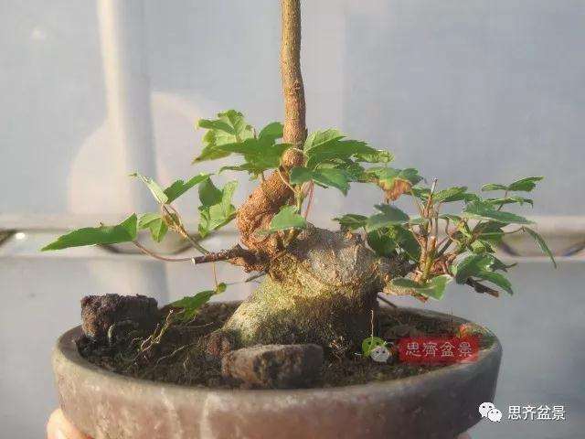 5年成型的微型三角枫矮霸盆景