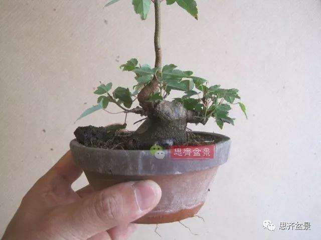 5年成型的微型三角枫矮霸盆景