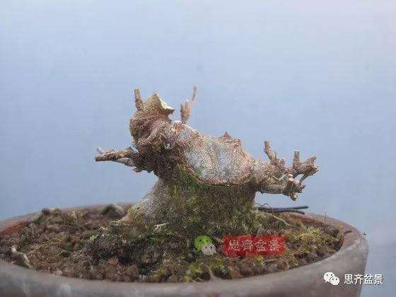 5年成型的微型三角枫矮霸盆景