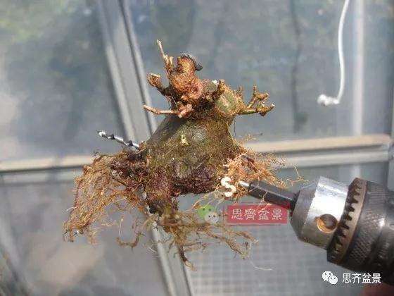 5年成型的微型三角枫矮霸盆景