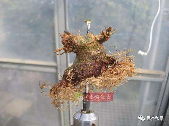 5年成型的微型三角枫矮霸盆景