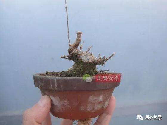 5年成型的微型三角枫矮霸盆景