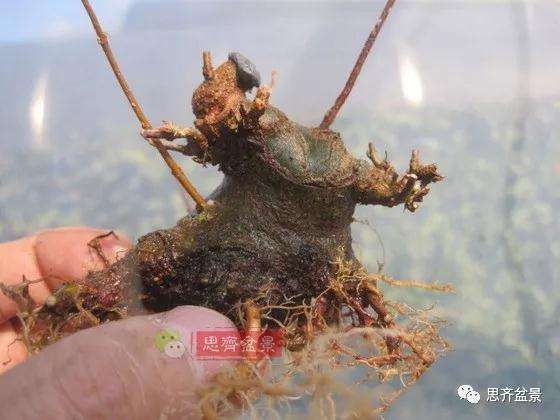 5年成型的微型三角枫矮霸盆景