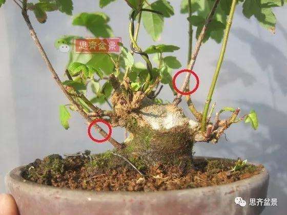 5年成型的微型三角枫矮霸盆景