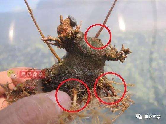 5年成型的微型三角枫矮霸盆景