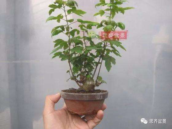 5年成型的微型三角枫矮霸盆景