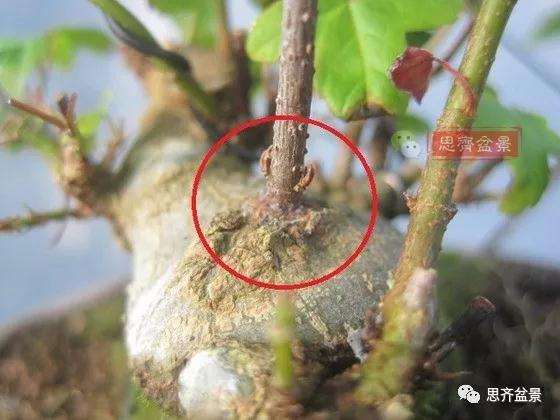 5年成型的微型三角枫矮霸盆景