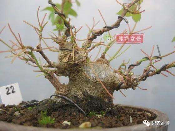 5年成型的微型三角枫矮霸盆景