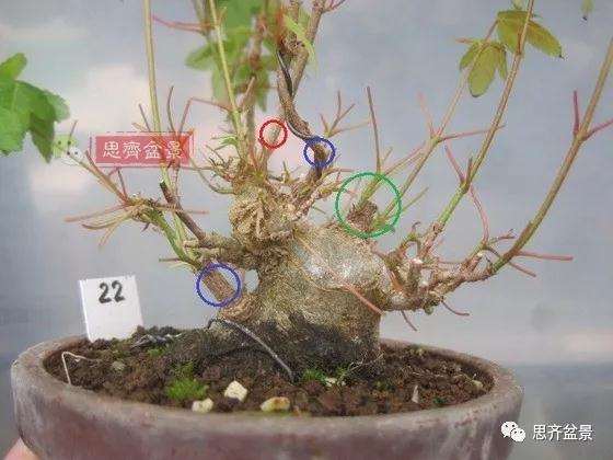 5年成型的微型三角枫矮霸盆景