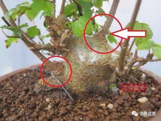 5年成型的微型三角枫矮霸盆景