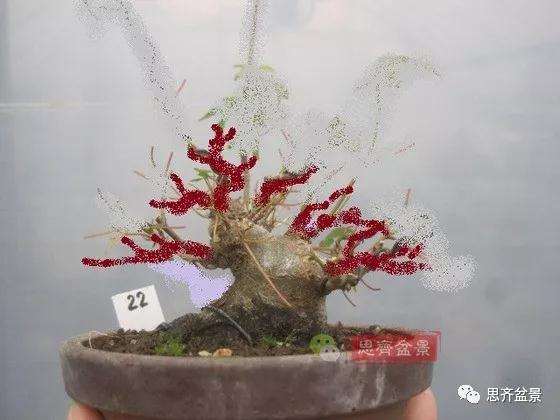 5年成型的微型三角枫矮霸盆景