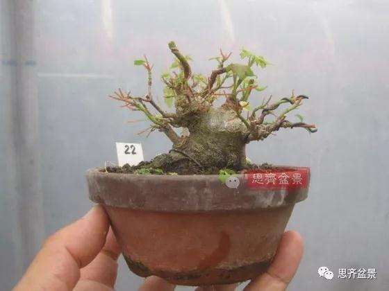 5年成型的微型三角枫矮霸盆景