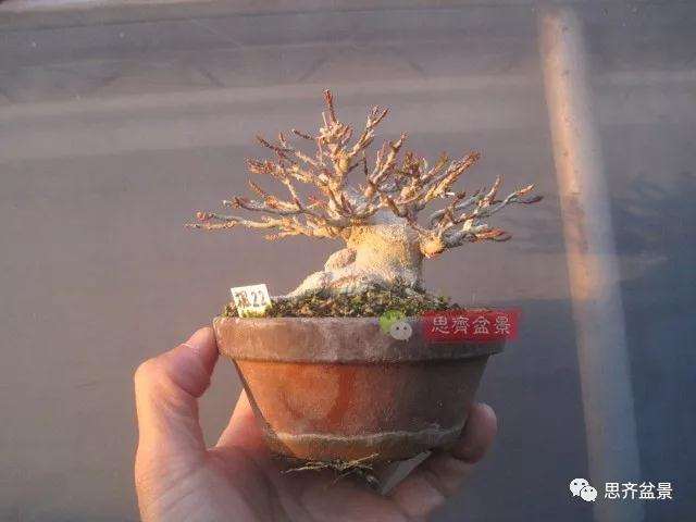 5年成型的微型三角枫矮霸盆景