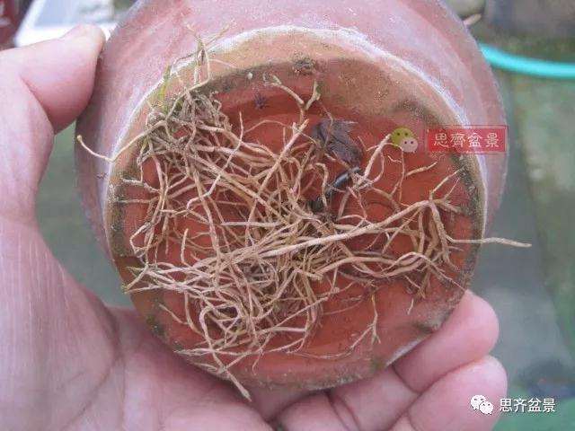 5年成型的微型三角枫矮霸盆景