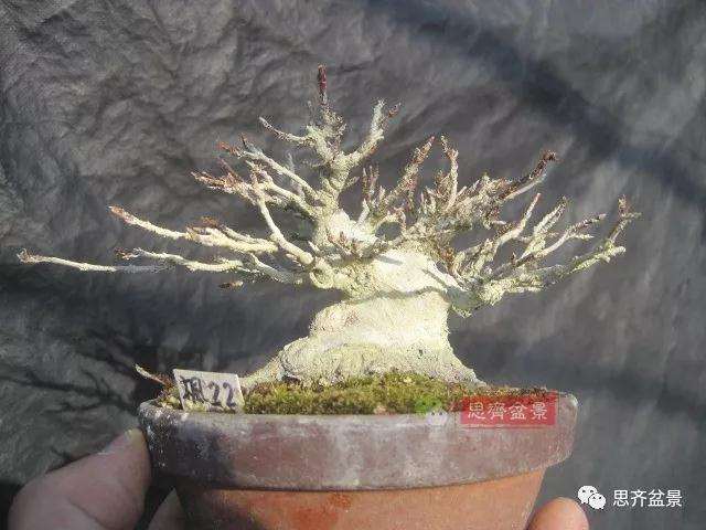 5年成型的微型三角枫矮霸盆景