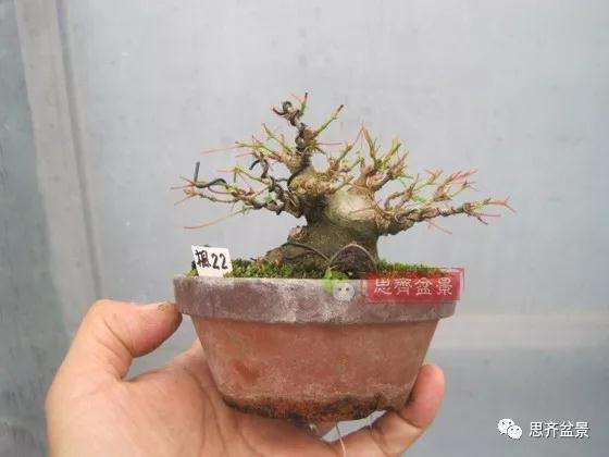 5年成型的微型三角枫矮霸盆景