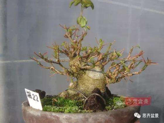 5年成型的微型三角枫矮霸盆景