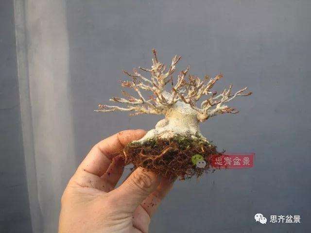 5年成型的微型三角枫矮霸盆景