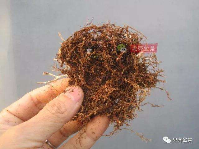 5年成型的微型三角枫矮霸盆景