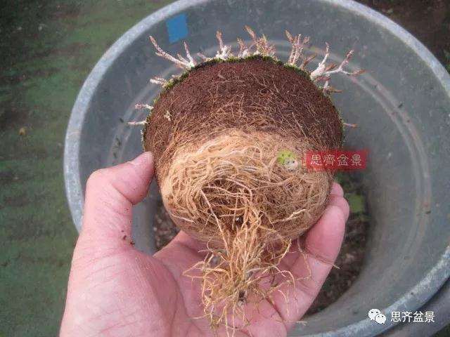 5年成型的微型三角枫矮霸盆景