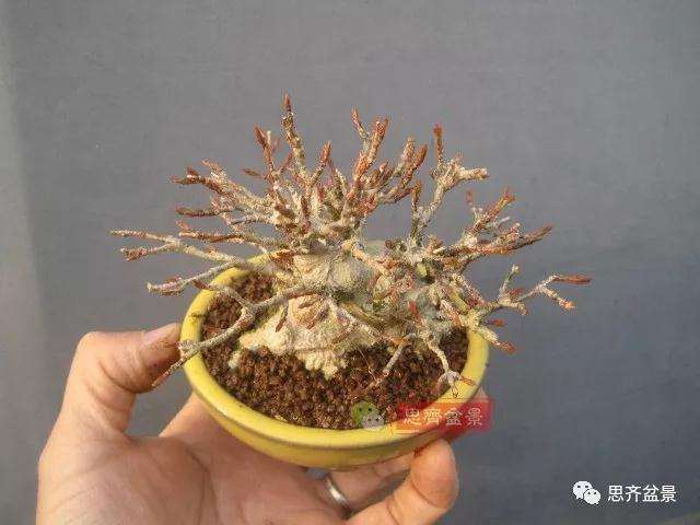 5年成型的微型三角枫矮霸盆景