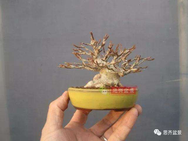 5年成型的微型三角枫矮霸盆景