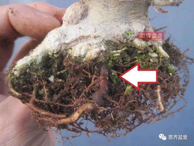 5年成型的微型三角枫矮霸盆景