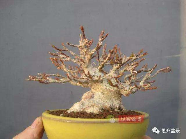 5年成型的微型三角枫矮霸盆景