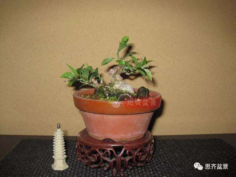 图解 野茉莉怎么制作成盆景的方法