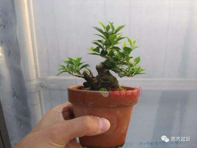 图解 野茉莉怎么制作成盆景的方法