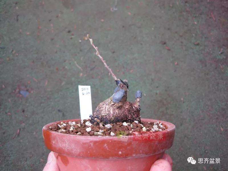 图解 野茉莉怎么制作成盆景的方法