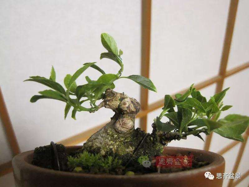 图解 野茉莉怎么制作成盆景的方法