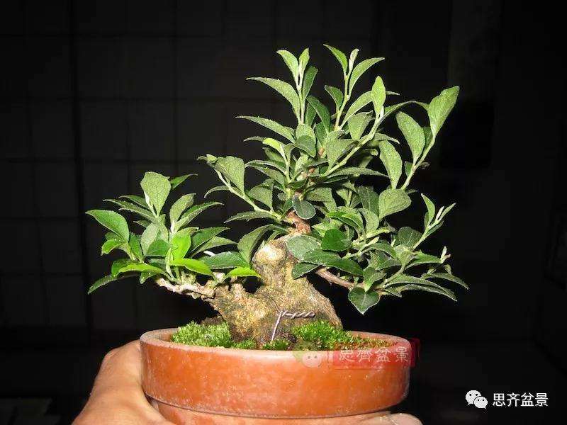 图解 野茉莉怎么制作成盆景的方法