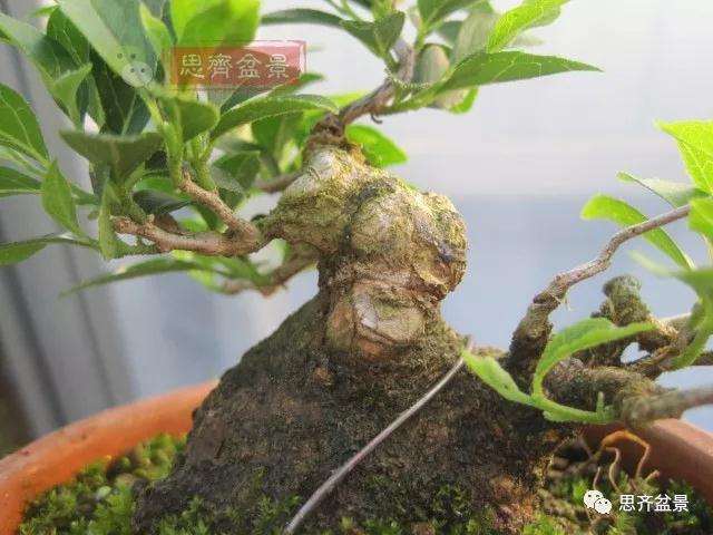 图解 野茉莉怎么制作成盆景的方法