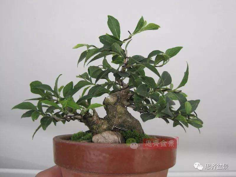 图解 野茉莉怎么制作成盆景的方法