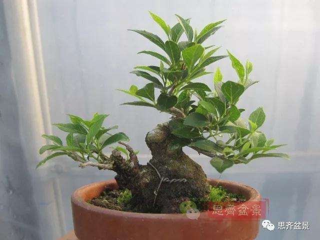 图解 野茉莉怎么制作成盆景的方法