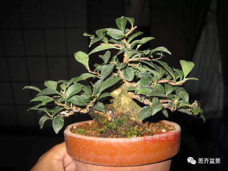 图解 野茉莉怎么制作成盆景的方法